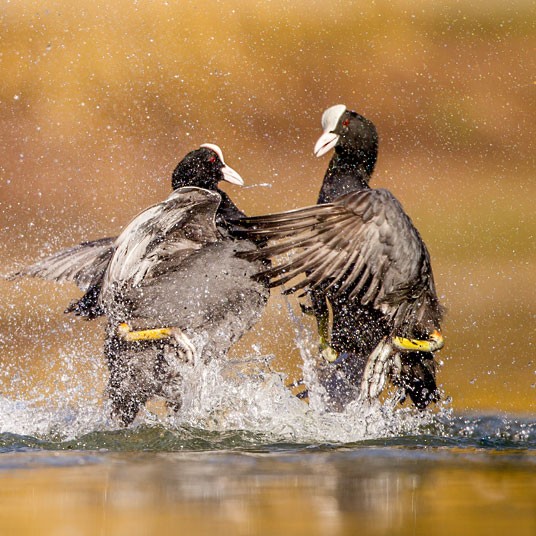 British Wildlife Photography Contest (23)