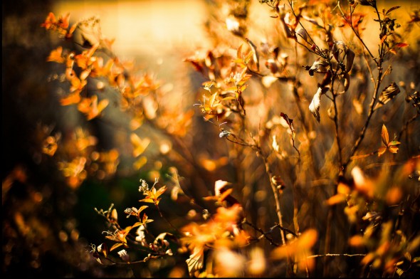 Bokeh Photography (13)