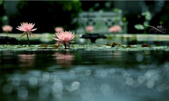 Bokeh Photography (5)